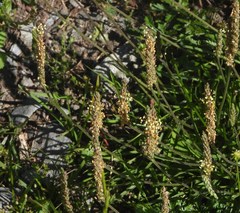 Plantago maritima serpentina