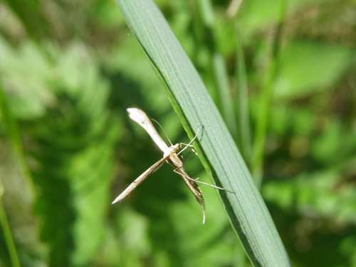 Vijoklinis pirštasparnis