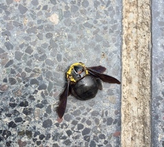 Xylocopa pubescens