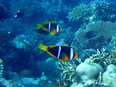 Amphiprion chrysopterus