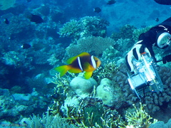 Amphiprion chrysopterus
