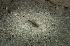 Ctenolepisma lineatum