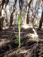 Pterostylis tenuissima