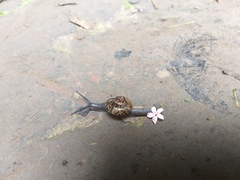 Petalochlamys
