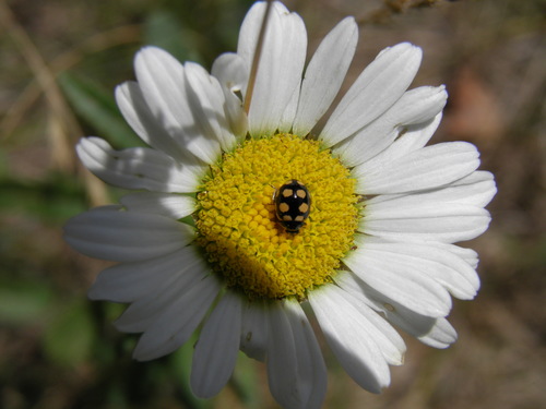 Keturiolikataškė Boružė