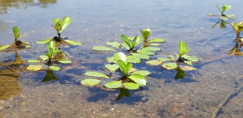 large-flowered primrose-willow