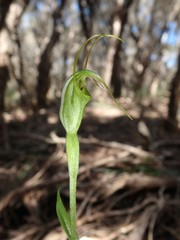 Pterostylis tenuissima