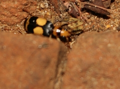 Pheropsophus sobrinus