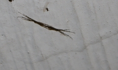 Styringomyia