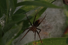 Dolomedes striatus