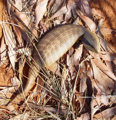 Tiliqua multifasciata