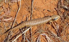 Tiliqua multifasciata