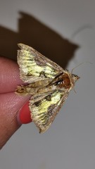 Diachrysia chrysitis