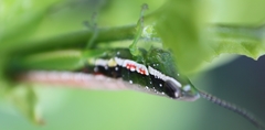 Neorthacris