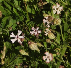 Silene vallesia