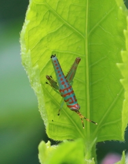 Pirithoicus ophthalmicus