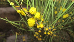 Acacia juncifolia