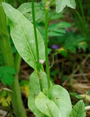 Rumex lapponicus
