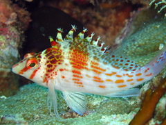 Cirrhitichthys falco