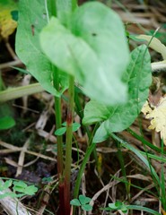 Rumex lapponicus