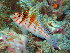 Cirrhitichthys falco