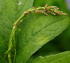 Rumex lapponicus