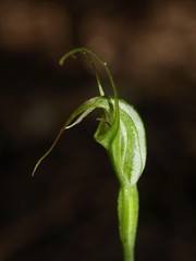 Pterostylis tenuissima