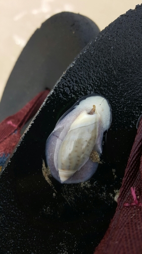 Olividae
