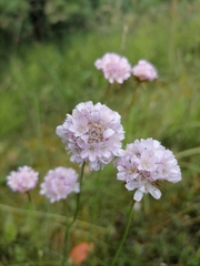 Armeria maritima elongata