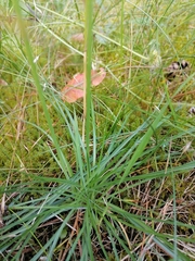 Armeria maritima elongata