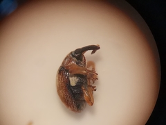 Nanophyes marmoratus