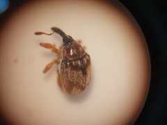 Nanophyes marmoratus