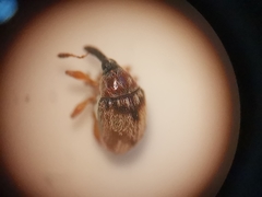 Nanophyes marmoratus