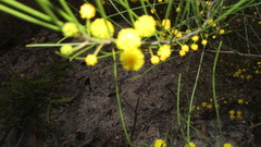 Acacia juncifolia