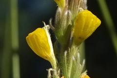 Castilleja lasiorhyncha