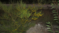 Acacia juncifolia