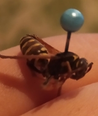 Dolichovespula media
