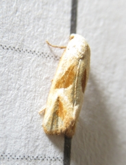 Eugnosta bimaculana