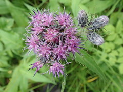 Saussurea pseudotilesii