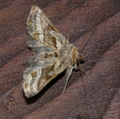 Euchalcia variabilis