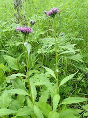 Saussurea pseudotilesii