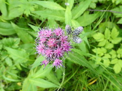 Saussurea pseudotilesii