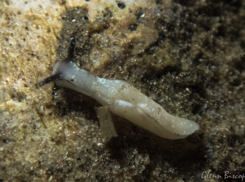 Sap-sucking Slug, De Osse, Grevelingen, Nederland, photo 8 of 10