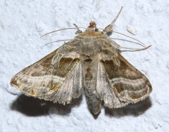 Euchalcia variabilis