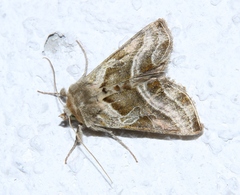 Euchalcia variabilis