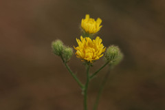 Crepis setosa