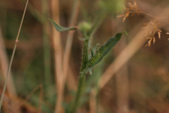 Crepis setosa