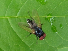 Hydrotaea chalcogaster