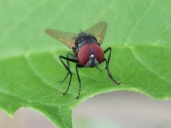 Hydrotaea chalcogaster