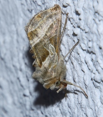 Euchalcia variabilis